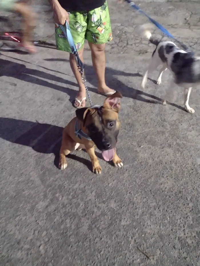 Cachorro ra a Pitbull idade 7 a 11 meses nome Fred