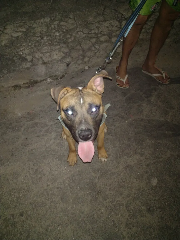 Cachorro ra a Pitbull idade 7 a 11 meses nome Fred