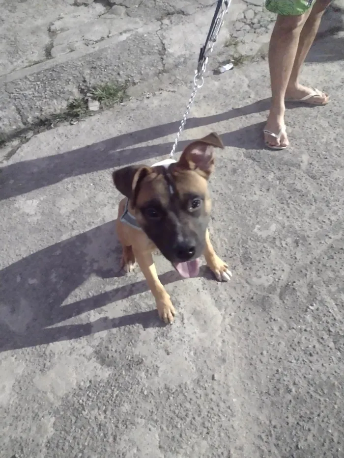 Cachorro ra a Pitbull idade 7 a 11 meses nome Fred