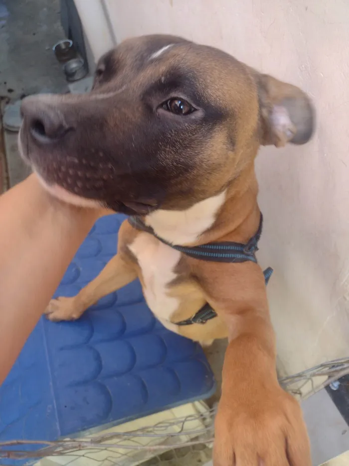 Cachorro ra a Pitbull idade 7 a 11 meses nome Fred