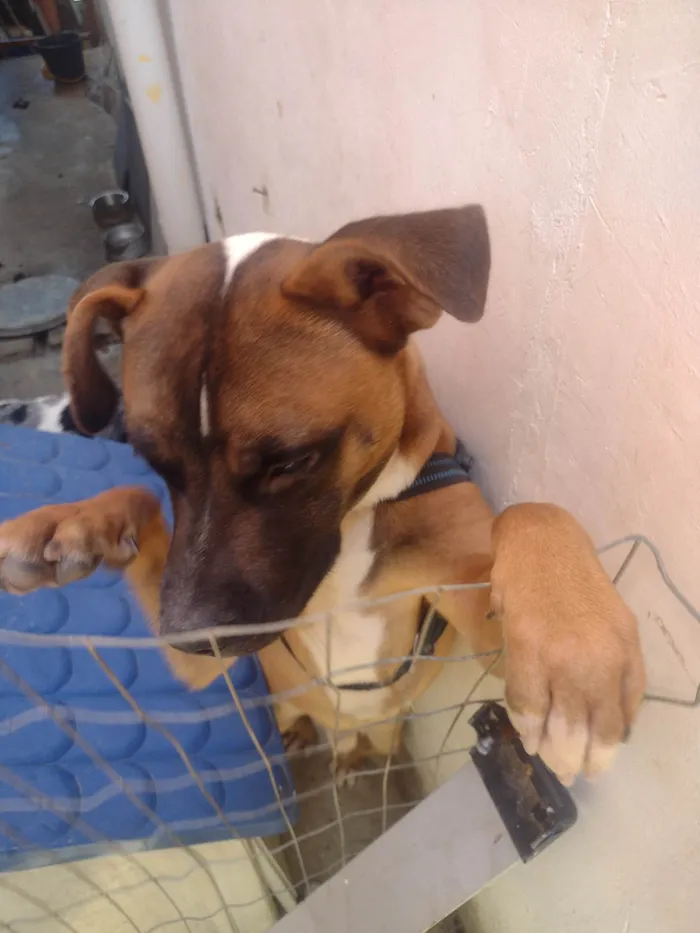 Cachorro ra a Pitbull idade 7 a 11 meses nome Fred