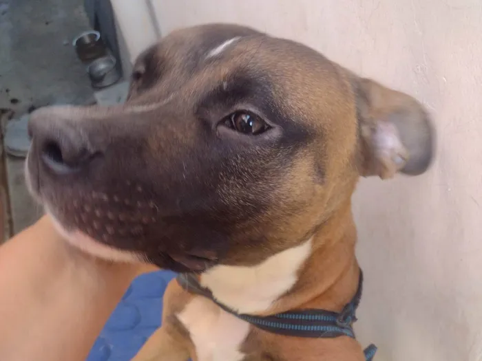 Cachorro ra a Pitbull idade 7 a 11 meses nome Fred