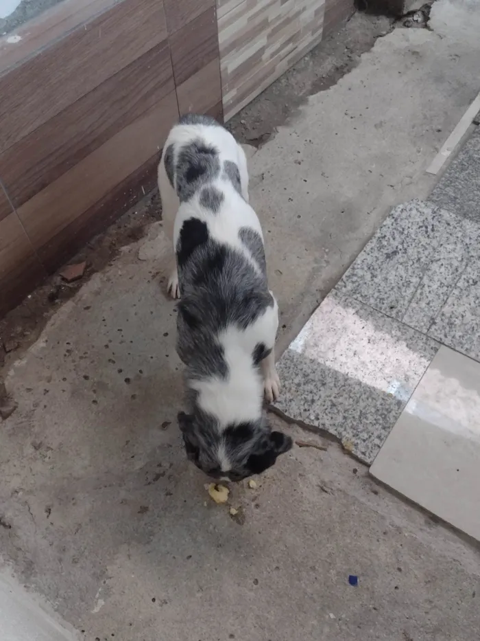 Cachorro ra a Labrador  idade 3 anos nome Fucinho