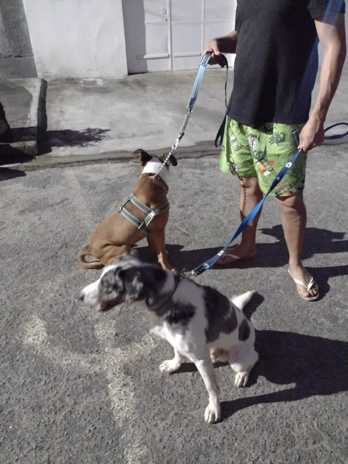 Cachorro ra a Labrador  idade 3 anos nome Fucinho