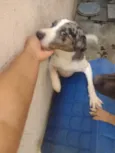 Fucinho