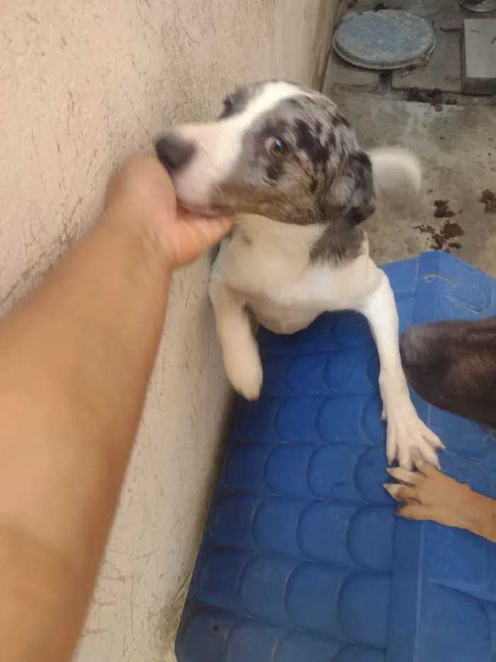 Cachorro ra a Labrador  idade 3 anos nome Fucinho