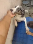 Fucinho