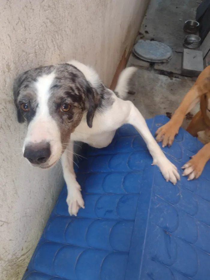 Cachorro ra a Labrador  idade 3 anos nome Fucinho