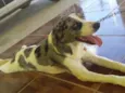 Fucinho