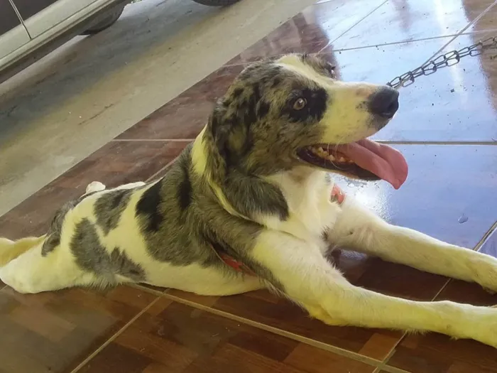 Cachorro ra a Labrador  idade 3 anos nome Fucinho