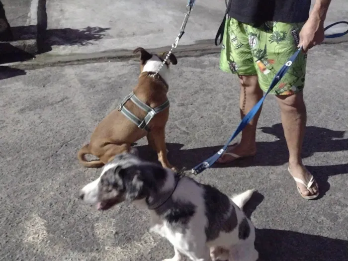 Cachorro ra a Labrador  idade 3 anos nome Fucinho