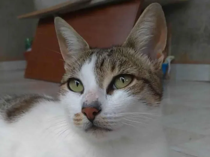 Gato ra a Srd idade 2 anos nome Iris