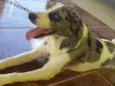 Fucinho