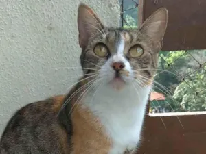 Gato raça SRD-ViraLata idade 1 ano nome Tynna