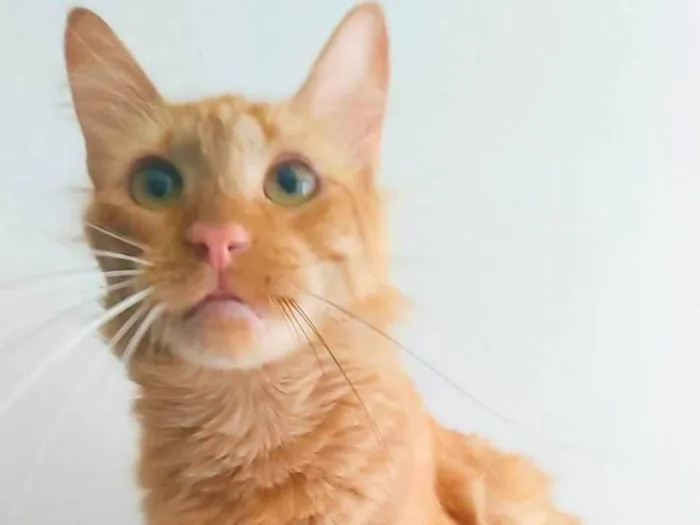 Gato ra a SRD-ViraLata idade 2 anos nome Ben