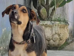 Cachorro raça SRD-ViraLata idade 1 ano nome Layla 