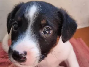 Cachorro raça SRD-ViraLata idade Abaixo de 2 meses nome Marshall 