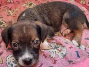 Cachorro raça SRD-ViraLata idade Abaixo de 2 meses nome Lucas