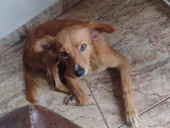 Cachorro ra a Vira lata idade 3 anos nome A chamamos de Mel