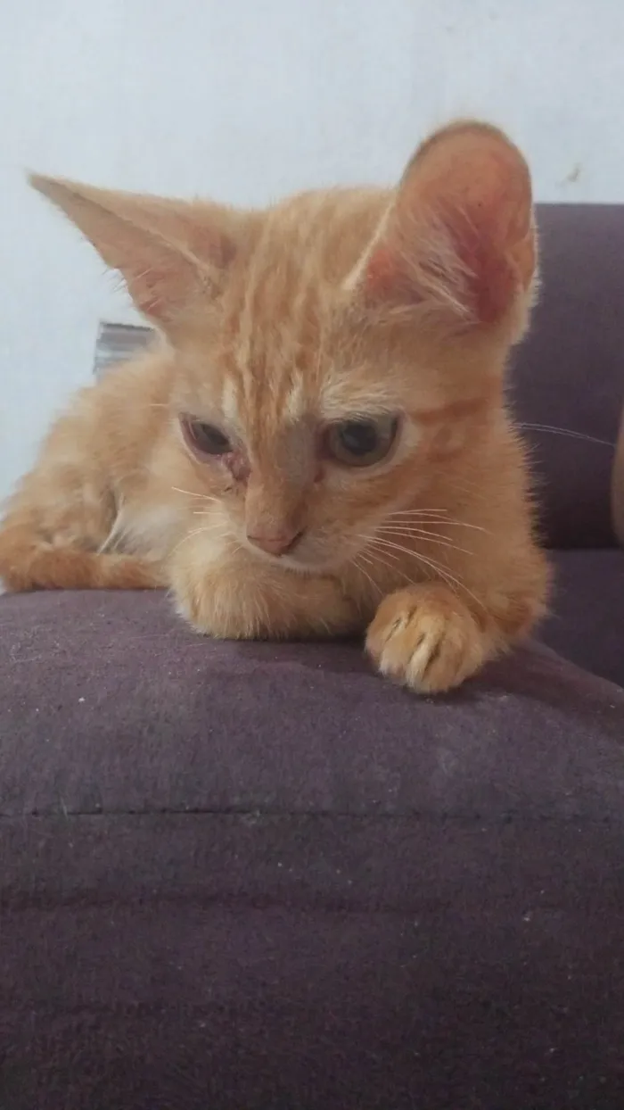 Gato ra a  idade 7 a 11 meses nome Loirão