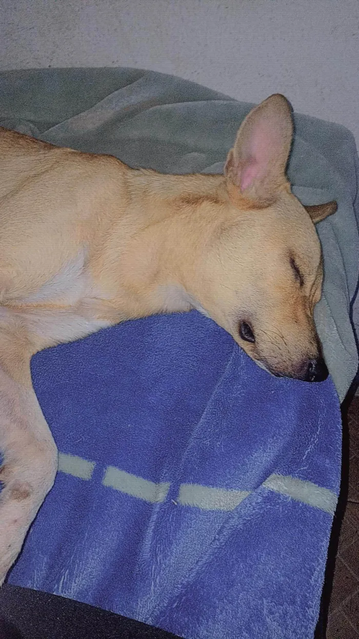 Cachorro ra a SRD-ViraLata idade 3 anos nome Duck