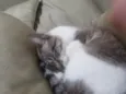 Nikita 