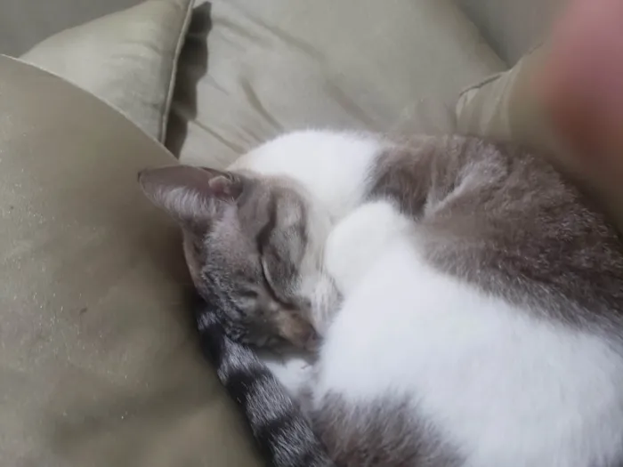 Gato ra a Não sei idade 1 ano nome Nikita 