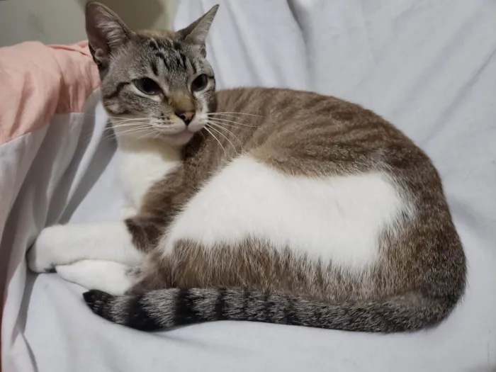 Gato ra a Não sei idade 1 ano nome Nikita 