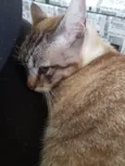 Nikita 