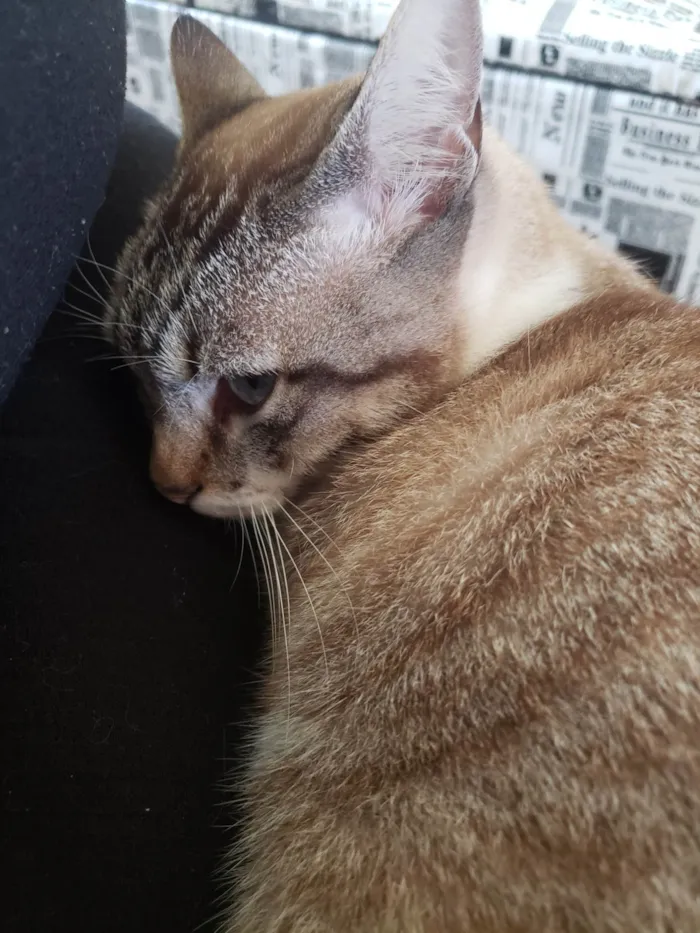 Gato ra a Não sei idade 1 ano nome Nikita 