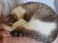 Nikita 