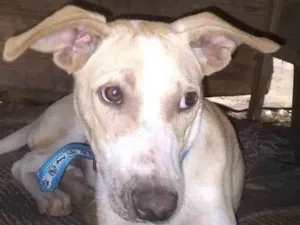 Cachorro raça SRD-ViraLata idade 7 a 11 meses nome Sol