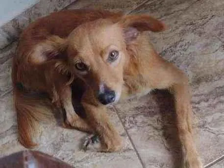 Cachorro ra a Vira lata idade 3 anos nome A chamamos de Mel