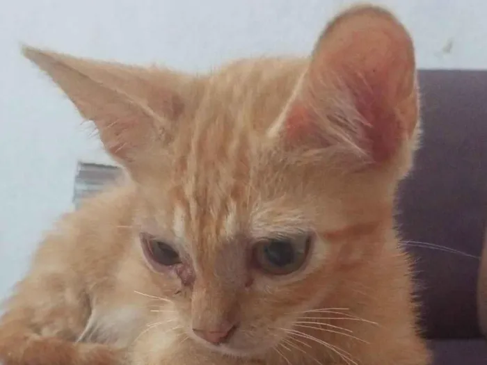 Gato ra a  idade 7 a 11 meses nome Loirão