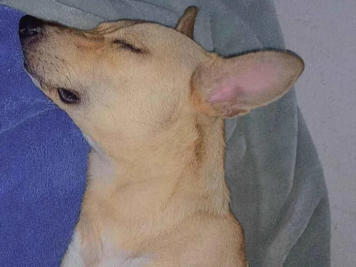 Cachorro ra a SRD-ViraLata idade 3 anos nome Duck