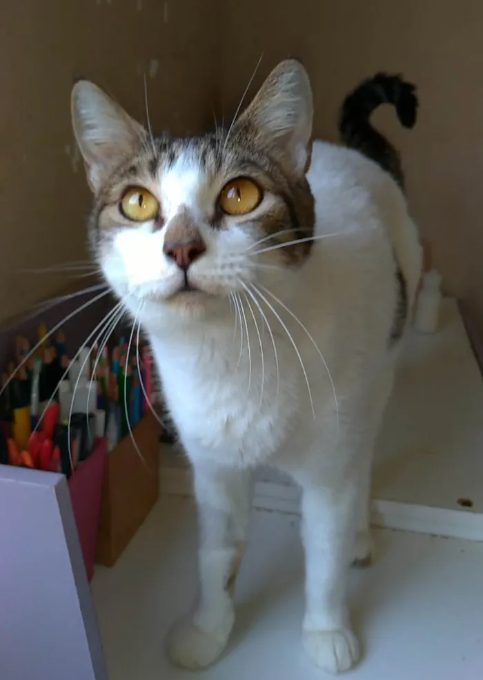 Gato ra a SRD-ViraLata idade 2 anos nome Madonna
