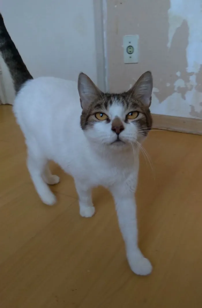 Gato ra a SRD-ViraLata idade 2 anos nome Madonna