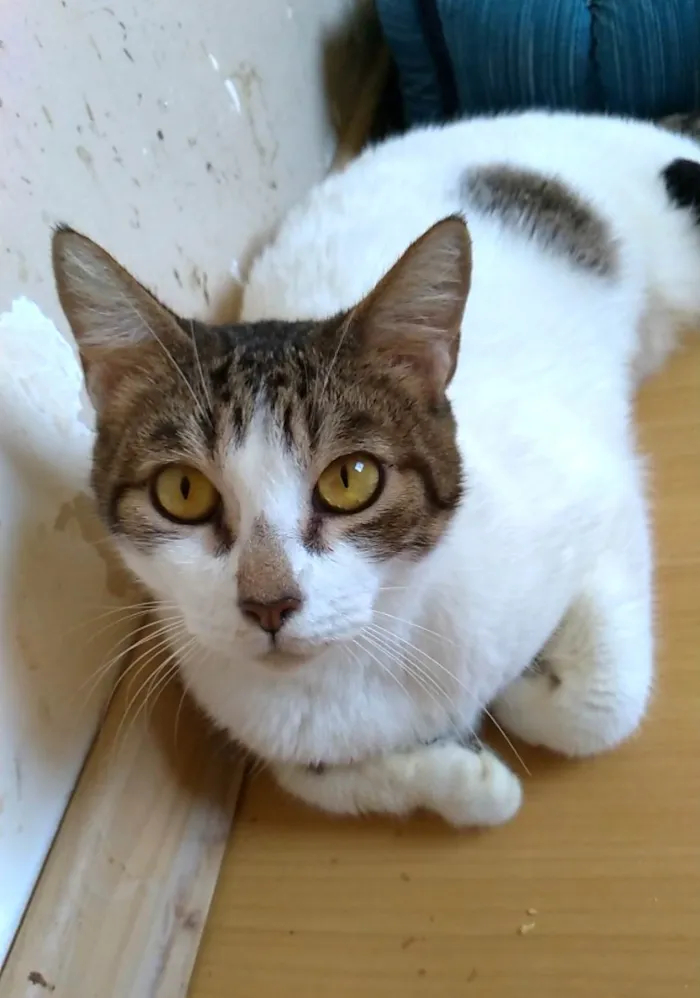 Gato ra a SRD-ViraLata idade 2 anos nome Madonna