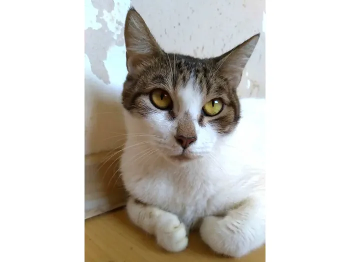 Gato ra a SRD-ViraLata idade 2 anos nome Madonna