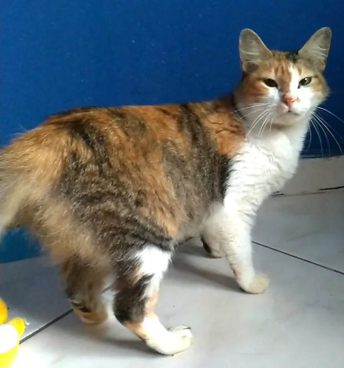 Gato ra a Srd idade 7 a 11 meses nome Norah