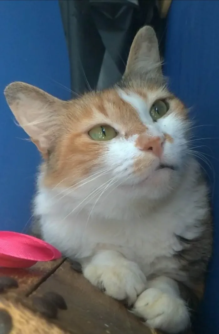Gato ra a Srd idade 7 a 11 meses nome Norah