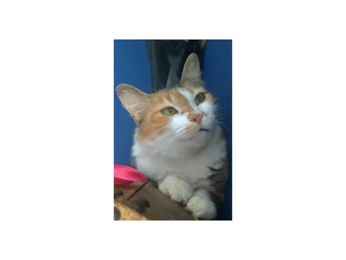 Gato ra a Srd idade 7 a 11 meses nome Norah