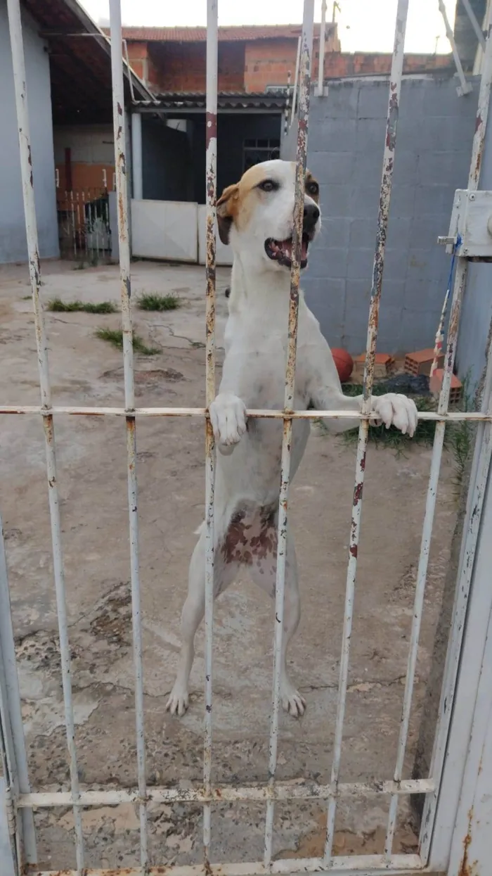 Cachorro ra a Vira lata idade 3 anos nome Marília 