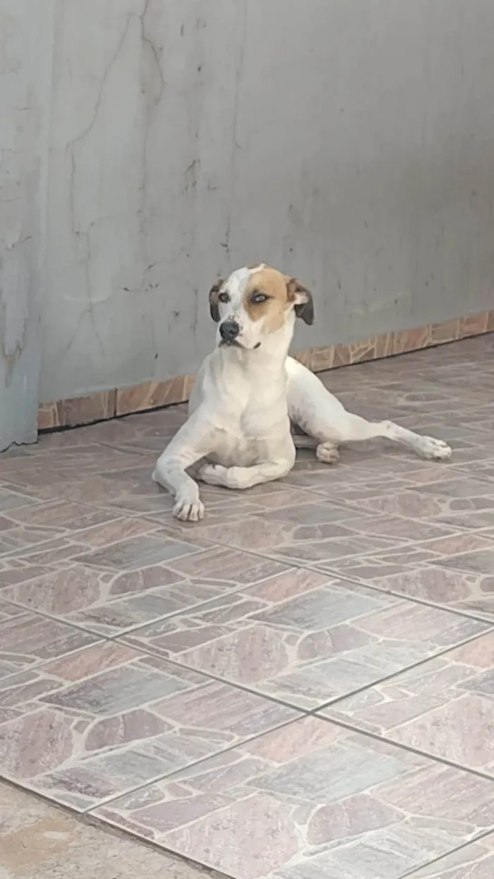 Cachorro ra a Vira lata idade 3 anos nome Marília 