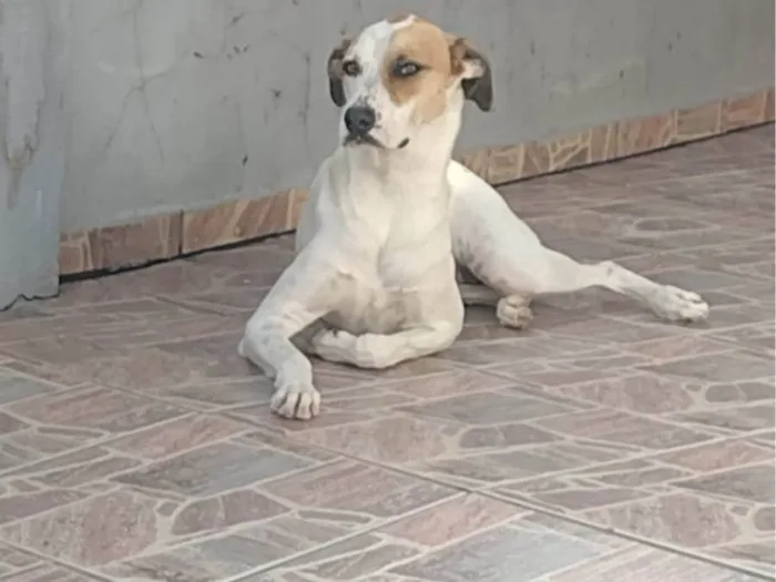 Cachorro ra a Vira lata idade 3 anos nome Marília 