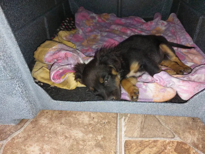 Cachorro raça SRD-ViraLata idade 2 a 6 meses nome Tazz