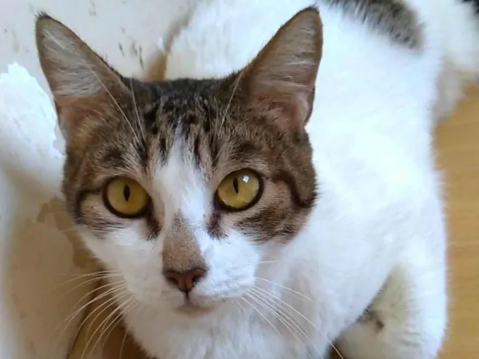 Gato ra a SRD-ViraLata idade 2 anos nome Madonna