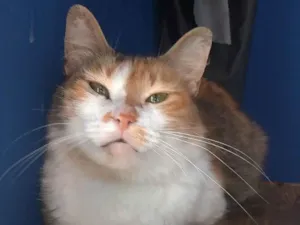 Gato raça Srd idade 7 a 11 meses nome Norah