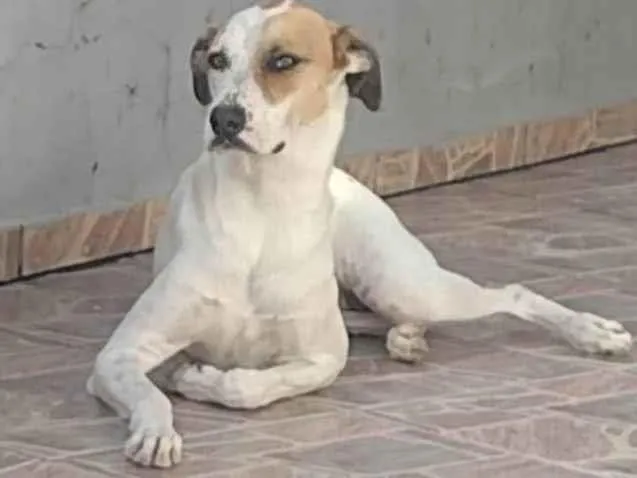 Cachorro ra a Vira lata idade 3 anos nome Marília 