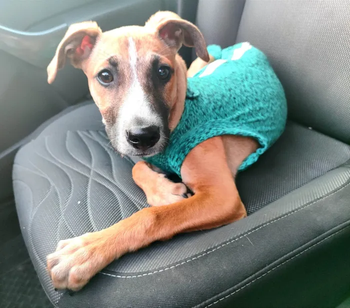 Cachorro raça Srd idade 2 a 6 meses nome Princesa 